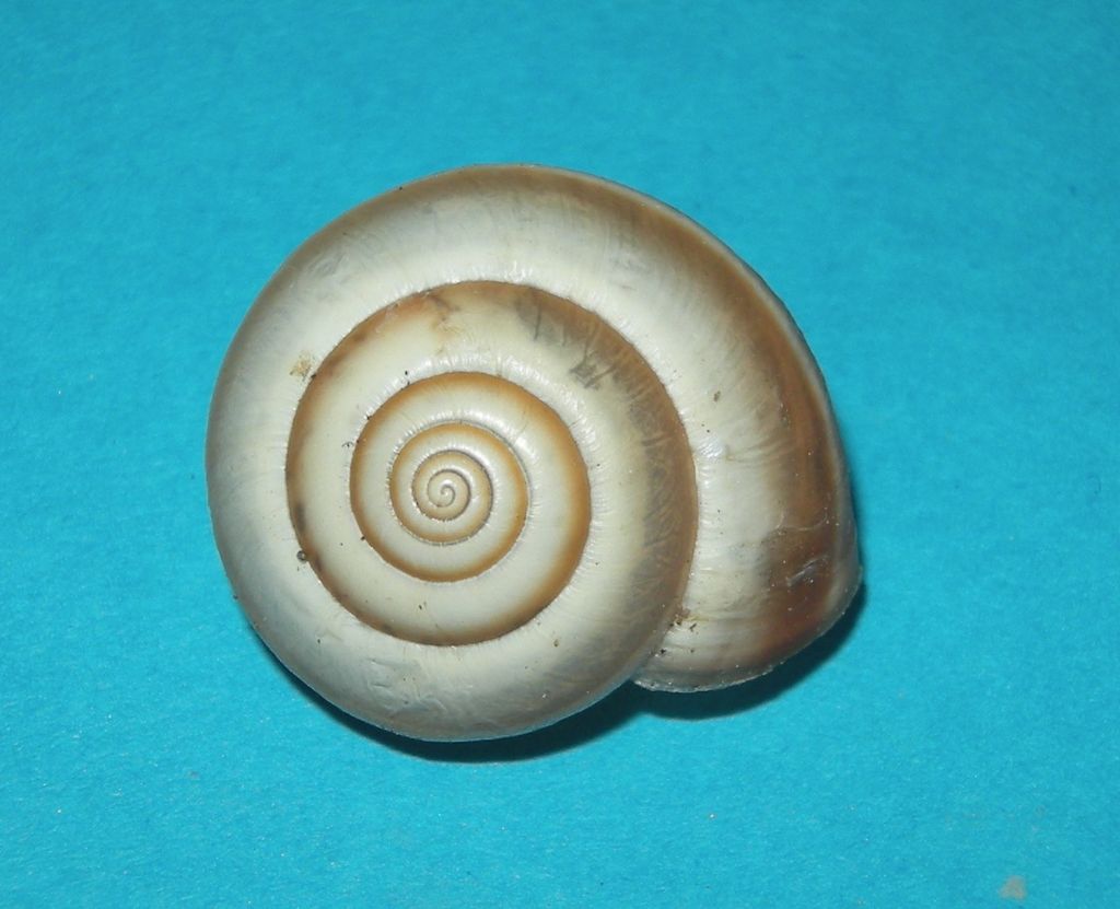Monacha da Livorno